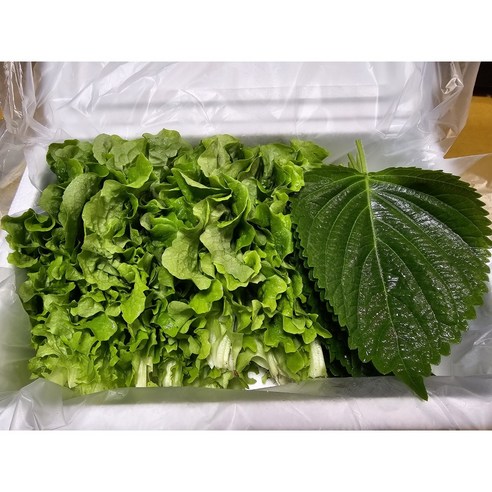 (당일새벽작업 농가직배송) 무농약 로컬푸드납품상추 상추+깻잎 200g 500g 1kg 깻잎 쌈채소 쌈 상추깻잎쌈채소 야채 쌈야채 꽃상추 로메인 청상추 찹찹이깻잎 1인분상추, 1개, 상추200g+깻잎50g(1인분)