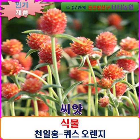 희귀 씨앗 천일홍-퀴스 오렌지 15립(대형종)/SF, 1개