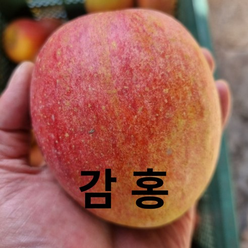 경북사과 청송 문경 안동 사과, 5kg(정품 중과), 1개