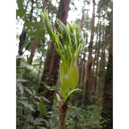 자연이 선사하는 봄의 활력, 무농약 엄나무순 개두릅