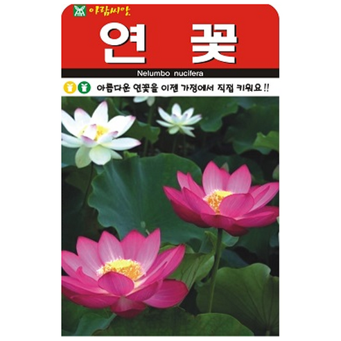 연꽃 씨앗, 1개