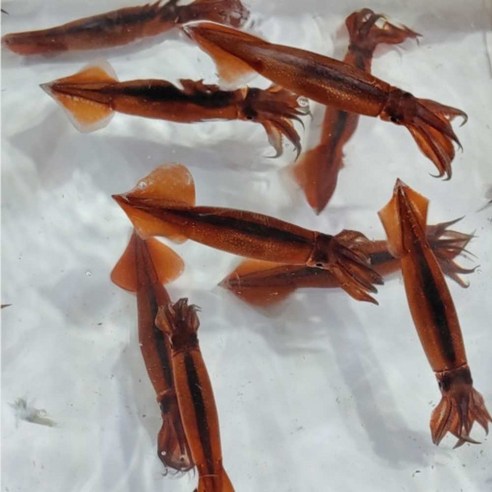 바다를 품은 한 입, 미니 오징어 통찜 숙회 볶음의 황홀경 총알오징어