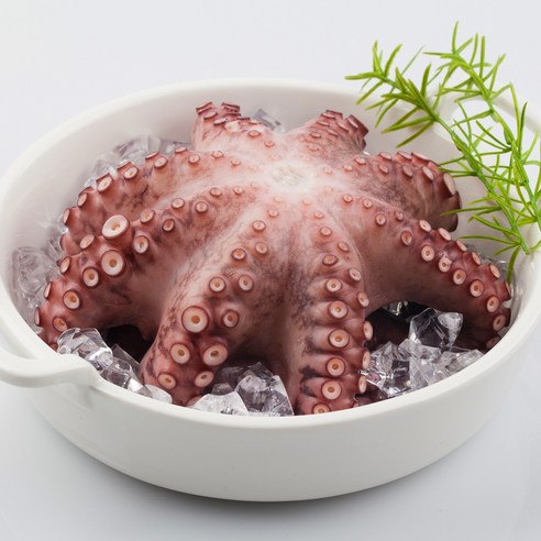 통영에서 직송된 신선한 돌문어로 특별한 순간을 더욱 특별하게 만들어 보세요.