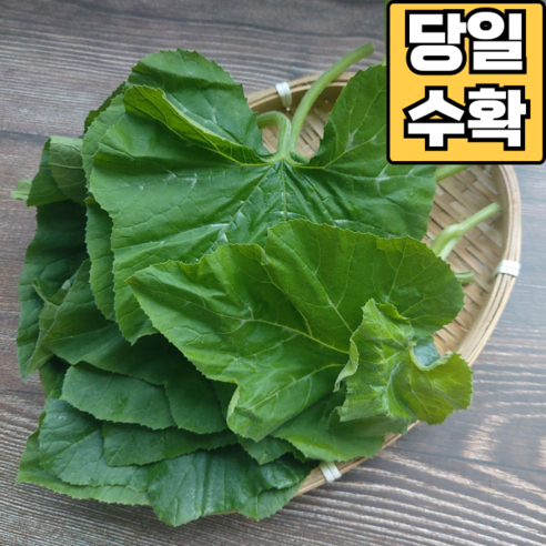 [당일수확 당일발송] 국산 생 호박잎 호박잎쌈, 1박스, 1kg
