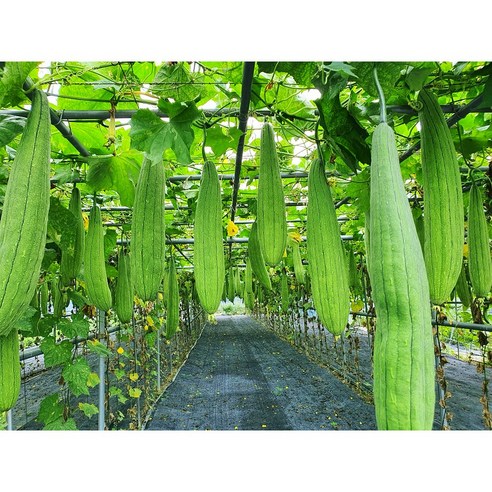 꼬숩네 바른 수세미차로 기관지 건강을 간편하게!