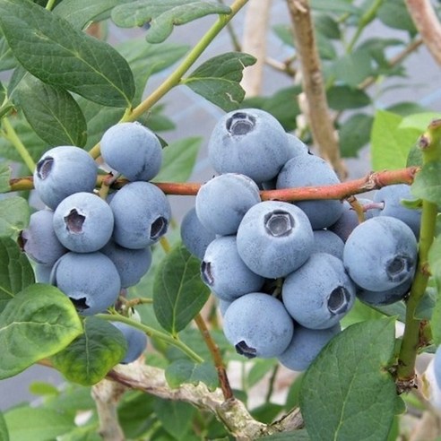 세종식물원 블루베리 듀크 6치포트 블루베리묘목, 1개