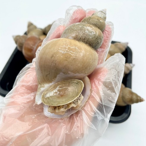 포항 당일조업한 살아있는 활 백고동, 1박스, 중소1kg(35-40미)