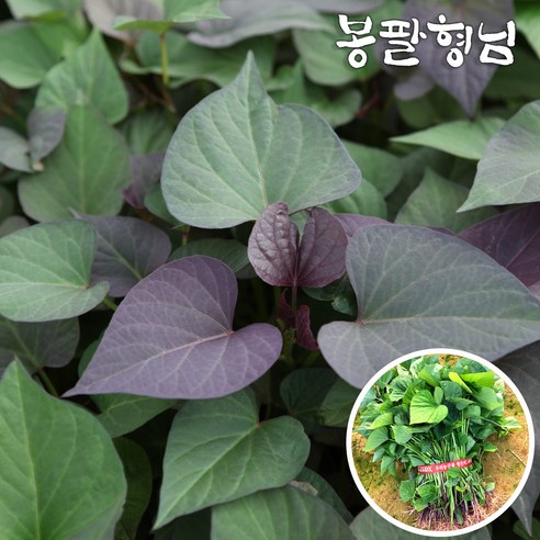 텃밭 초보도 풍성한 수확! 호풍미모종 고구마순으로 시작하는 달콤한 도전 호풍미고구마모종