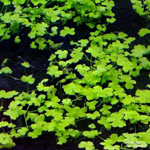 초록빛 수조를 꿈꾸는 당신에게, 노치도메 5뿌리가 선사하는 특별한 변화 노치도메