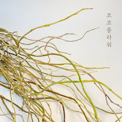 곱슬버들로 공간에 고급스러움과 고혹적인 매력을 더하세요.
