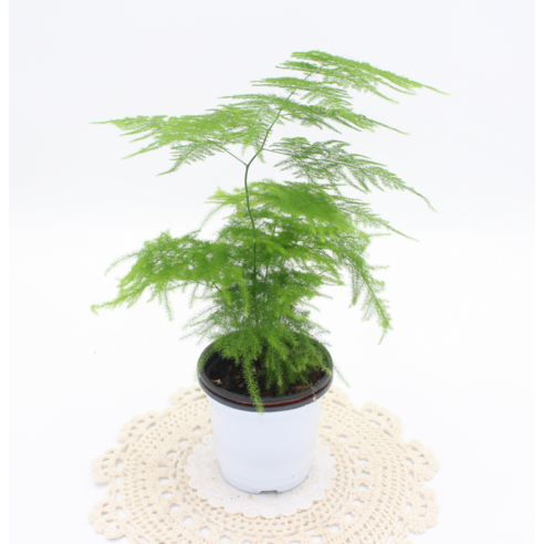 아스파라거스, 삭막한 공간에 생기를 더하는 초록빛 행복