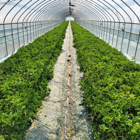 싱싱하고 달콤한 성주 꿀 참외, 가정에서 편리하게 즐기세요!