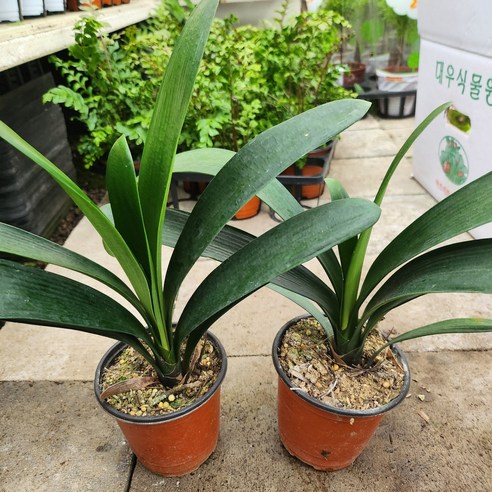 텅 빈 공간에 생기를 불어넣다! 나만의 작은 정원, 군자란 키우기 도전 군자란