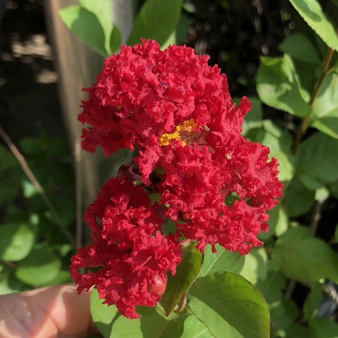 여름부터 가을까지 피어나는 다이너마이트 배롱나무의 매력