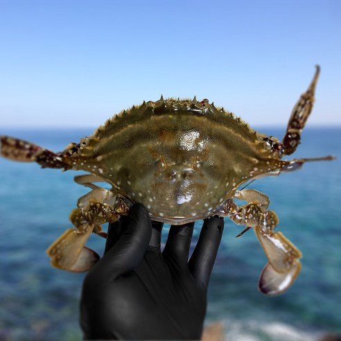 오늘 저녁, 밥상 주인공은 너야 너! 싱싱함이 살아있는 제철 꽃게 이야기 진도꽃게