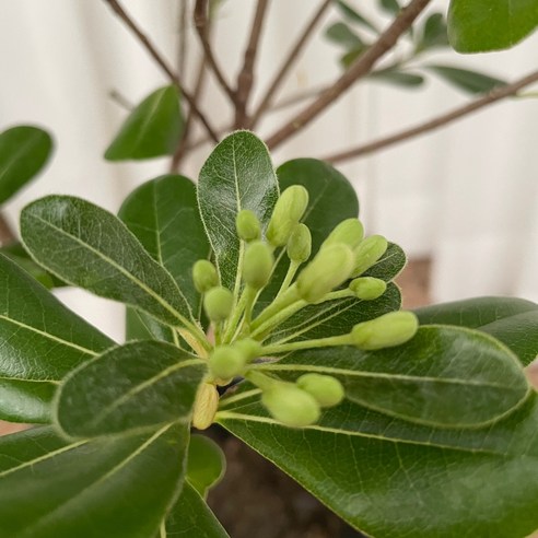 향기로 기억되는 특별한 공간, 만리향