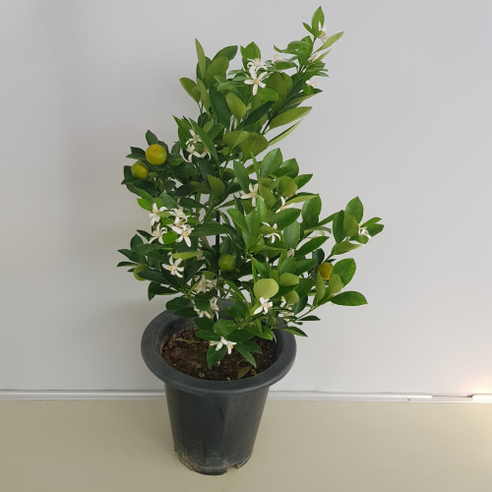 유주나무 하나로 삭막한 공간에 싱그러운 활력을!