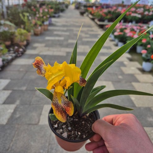 독일붓꽃으로 손쉽게 꿈꾸는 나만의 작은 정원