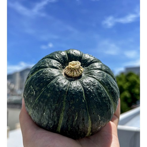 특품 미니밤호박 보우짱 파근파근 밤호박, 1개, 10kg(30-40과)로얄과 단호박 특품 미니밤호박 보우짱 파근파근 밤호박, 1개, 10kg(30-40과)로얄과 단호박