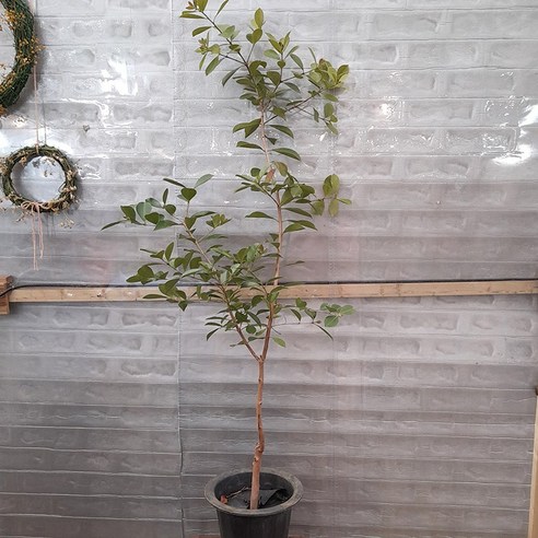 삭막한 내 방에 싱그러움을! 구아바 나무 하나로 삶의 질 UP! 구아바나무