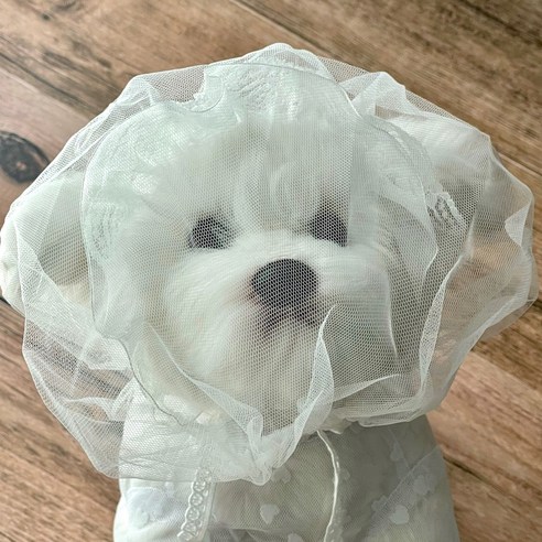 사랑하는 반려견을 위한 안전하고 스타일리시한 멍마스크!