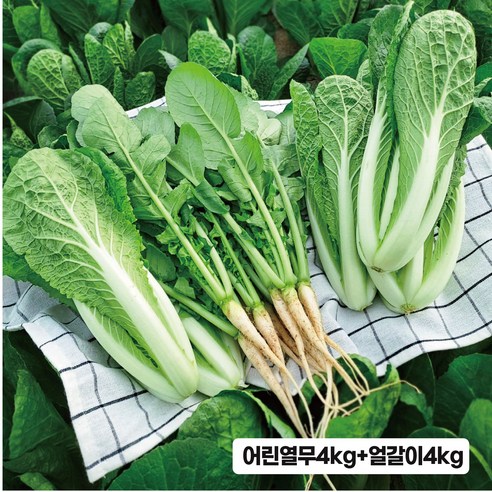 포천 싱싱 어린열무 4kg 얼갈이 4kg 1개 세트, 어린열무4kg+얼갈이4kg