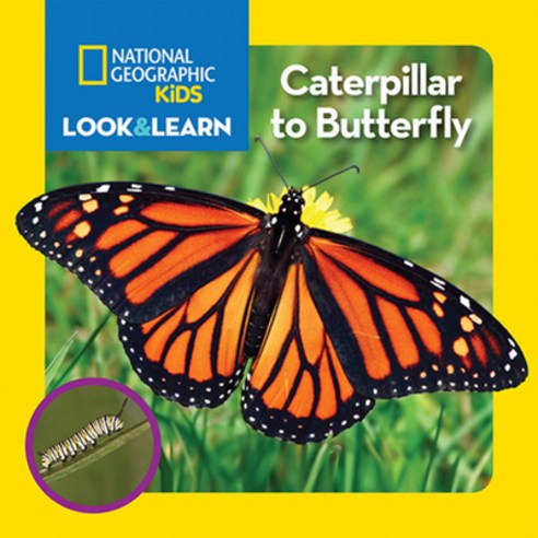 (영문도서) National Geographic Kids Look and Learn: Caterpillar to Butterfly Board Books, English, 9781426323065