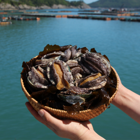 생산자 직송 완도 활전복 1kg 구이용 전복 17미 산소포장 세척솔, 20-22미, 1개