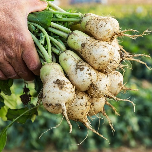 정성과 사랑으로 담근 알타리김치, 겨울 밥상의 행복을 더하다