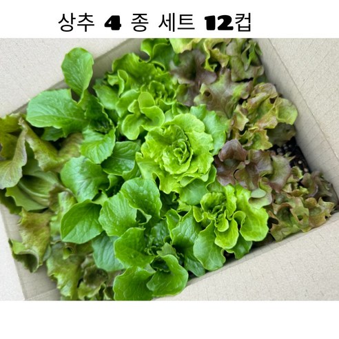 빠르게 수확가능한 상추 모종 4종 세트 12구 조촌육묘장 원예/가드닝