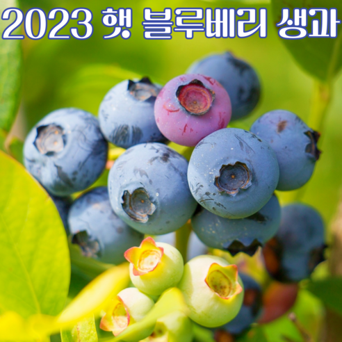 [2023 햇 수확 생과] 국내산 햇 블루베리 최상품 경남 김해 특산, 생블루베리 대과 1kg, 1개