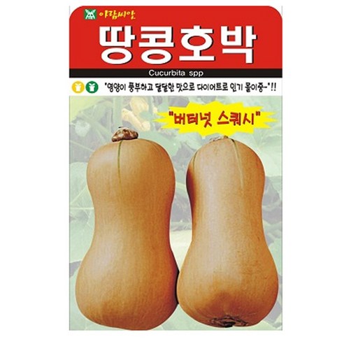 땅콩호박 씨앗 호박 씨 종자, 2개