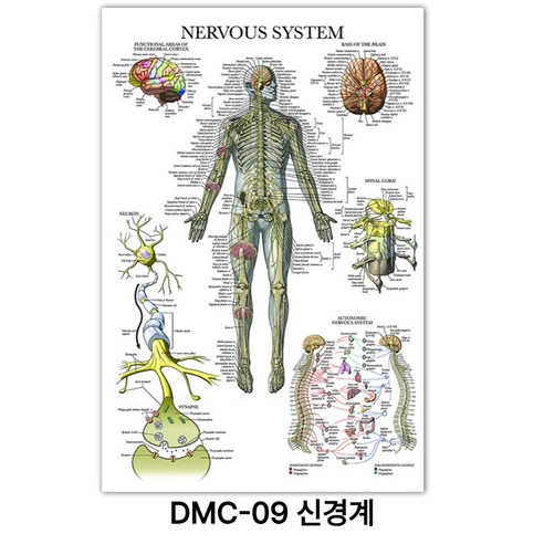 NEW 근육 해부학 포스터, DMC-09 신경계