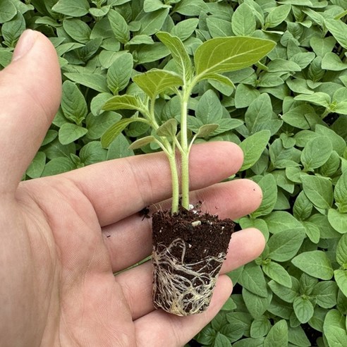 튼튼한 모종 하나로 텃밭 참깨 농사, 이제 걱정 끝!