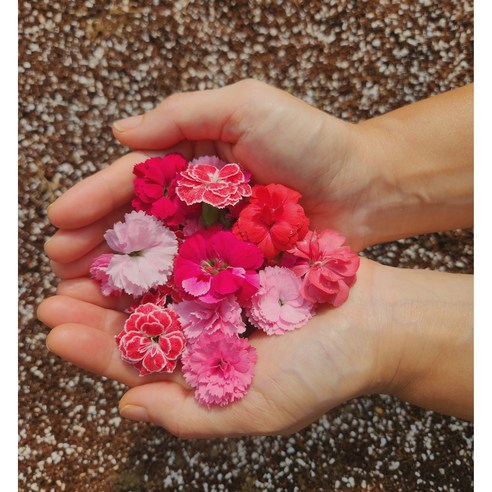 식탁 위의 작은 사치, 친환경 무농약 미니카네이션 식용꽃으로 특별한 하루를 식용카네이션