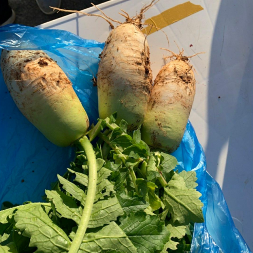 향긋한 유기농 무우차 한 잔으로 건강과 여유를!