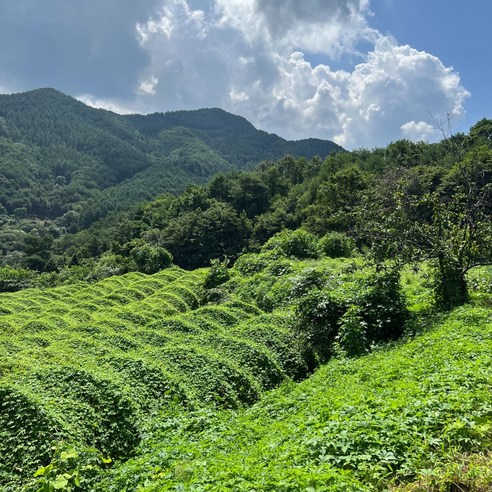 해남에서 온 고소한 맛, 건조한 식감의 풍부함을 만끽해보세요
