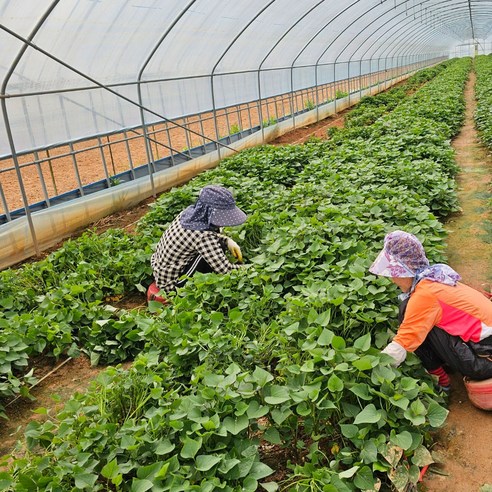 텃밭 초보도 금손되는 마법, 해남 베니하루카 꿀고구마 모종!