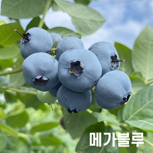 깨끗한 공기를 위한 싱싱한 블루베리 재배: 메가블루 묘목