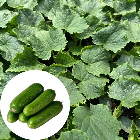 텃밭 초보도 OK! 새마을총각 미니오이 모종으로 싱싱한 오이를 내 손으로! 미니오이모종