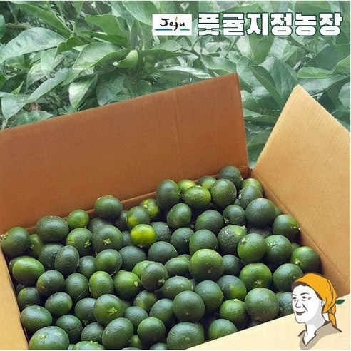 [할인판매] 제주 풋귤지정농장 청귤 3kg (크기 로얄과) 당일수확, 1개