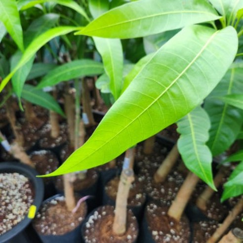 애플망고 홍 묘목으로 정원에 달콤한 행복을 심으세요.