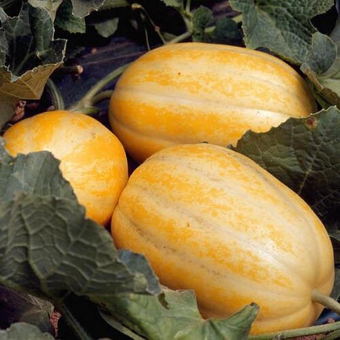 성주참외의 달콤한 맛, 진맛깔의 선물