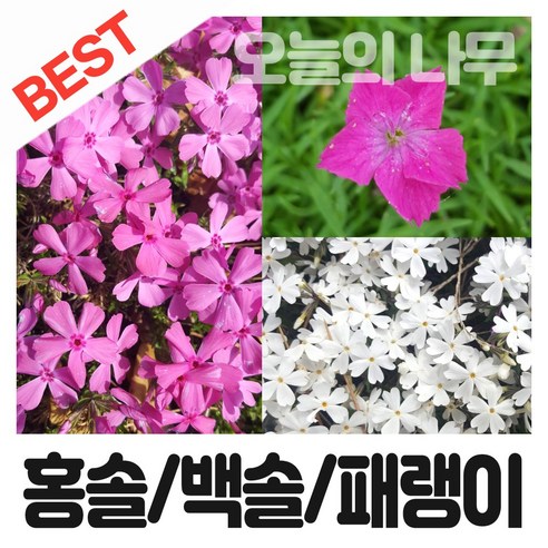 합리적 가격으로 우수한 꽃잔디를 위한 50포트묘