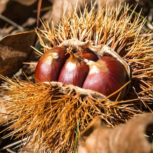 [미식한가] 달콤하고 고소한 공주밤 알밤 대 1kg, 1박스