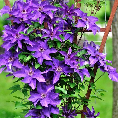 보라색 매력으로 공간에 생기를 불어넣는 클레마티스 '더프레지던트'