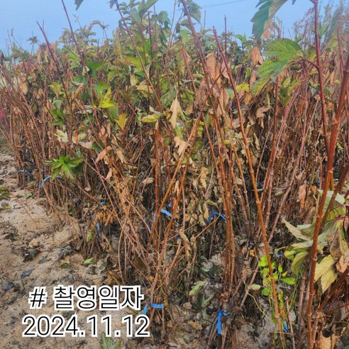 아름다움과 실용성을 지닌 수국나무