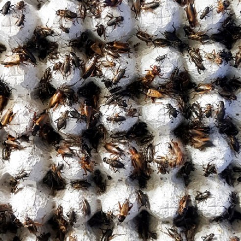 거북이를 위한 최적의 영양식