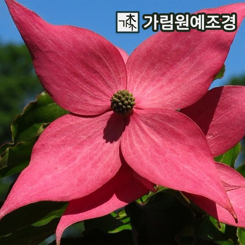 정원의 숨겨진 보석, 미꽃산딸나무로 당신의 공간을 특별하게.