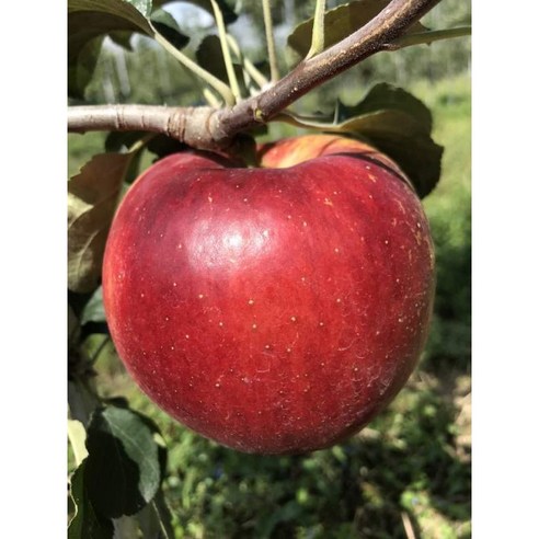 내 손으로 키우는 달콤한 사과, 2년생 특대 묘목으로 시작하세요!